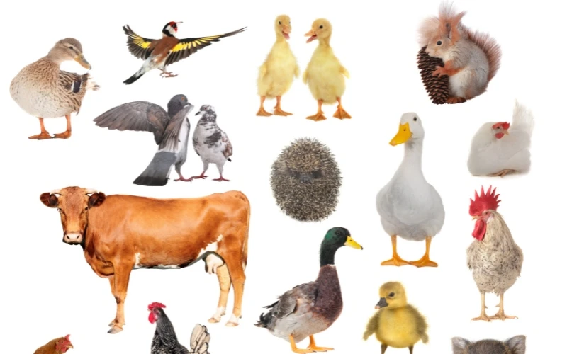 Sổ mơ lô đề về con vật là gì